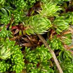 Alchemilla holosericea Лист