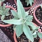 Lavatera oblongifolia