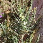 Astragalus trigonus List