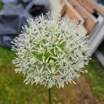 Allium cepa 花