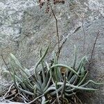 Dudleya densiflora Hábito
