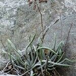 Dudleya densiflora Хабит