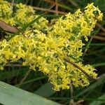 Galium × pomeranicum Kukka