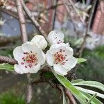 Pyrus salicifolia Flower