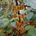 Lozanella enantiophylla Fruto