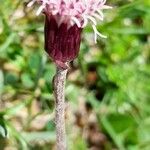Homogyne alpina Fleur