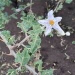 Solanum arundo പുഷ്പം