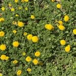 Cotula lineariloba Flower
