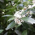 Acokanthera oblongifolia Flower