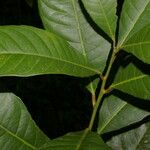 Gymnanthes riparia Hoja