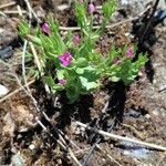 Centaurium pulchellum Цвят