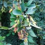 Berberis vulgarisПлод