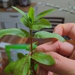 Epilobium tetragonum Habitus