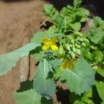 Brassica rapa Leaf