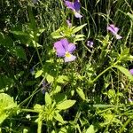 Viola dacica Blüte