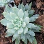 Dudleya greenei 叶