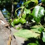 Santalum album Fruit