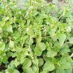 Ageratum conyzoides Лист