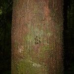 Vatairea erythrocarpa Кора