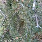 Picea abies Лист