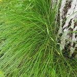 Festuca flavescens Hoja