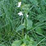 Lobelia inflata Habitatea