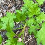 Ribes laxiflorum Bark