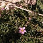 Spergularia bocconei Flower