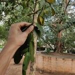 Terminalia arjuna Fruit