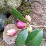 Syzygium paniculatum Fruit