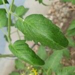 Solanum lycopersicum Φύλλο