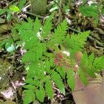 Botrychium virginianum Leaf