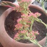 Crassula perfoliata Flors