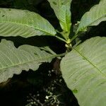 Notopleura anomothyrsa Flower