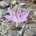 Colchicum variegatum Květ