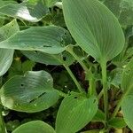 Hosta longipes Habit