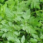 Chaerophyllum hirsutum 整株植物