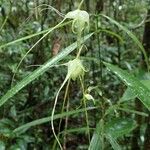 Aeranthes antennophora Flower