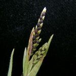 Hackelochloa granularis অভ্যাস