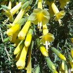 Cantua buxifolia Flower