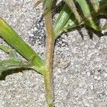 Oenothera laciniata خشب