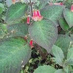 Kohleria amabilis 花