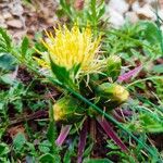 Centaurea acaulis 花