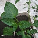 Capsicum frutescens 葉