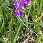 Anacamptis morio ശീലം