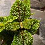 Pilea involucrata Ліст