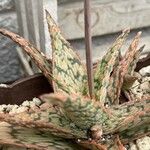 Aloe rauhii 葉