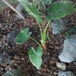 Alocasia macrorrhizos Levél