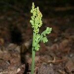 Botrychium matricariifolium Habit