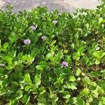 Ipomoea pes-capraeFolla